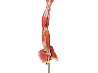 Somso Human Arm and Shoulder Girdle Model