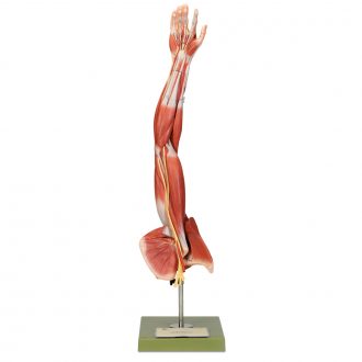 Somso Human Arm and Shoulder Girdle Model