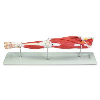 Altay® Deluxe Human Muscular Leg Model