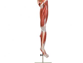 Somso Human Leg and Portion of Pelvis Model