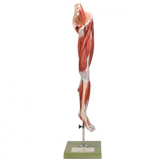 Somso Human Leg and Portion of Pelvis Model