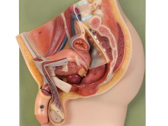 Somso® Human Male Half Pelvis Model