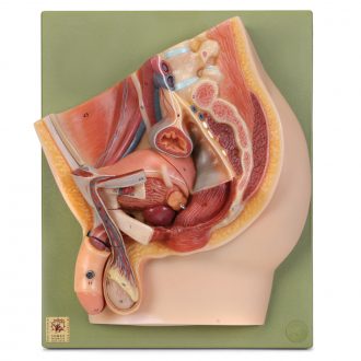 Somso® Human Male Half Pelvis Model
