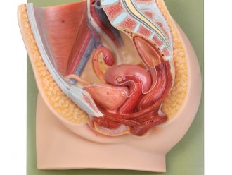 Somso® Human Female Half Pelvis Model