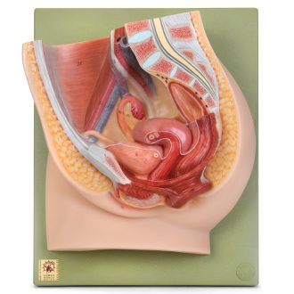 Somso® Human Female Half Pelvis Model