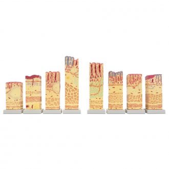 Altay® Human Comparative Digestive Tissue Model