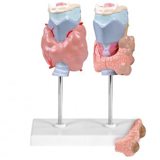 Altay® Pathology of the Human Thyroid Model