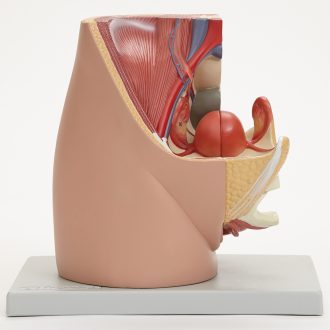 Altay® Human Female Pelvis with Embryo Model