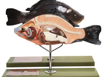 Somso® Bony Fish Model