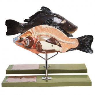 Somso® Bony Fish Model