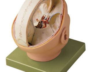 Somso® Human Dura Mater Model