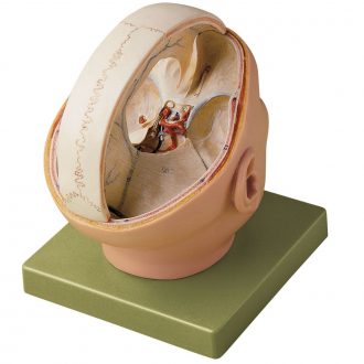 Somso® Human Dura Mater Model
