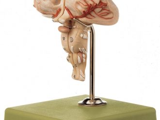 Somso Human Brain Stem Model