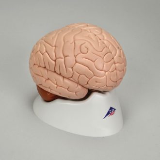 3B® Human Brain Model