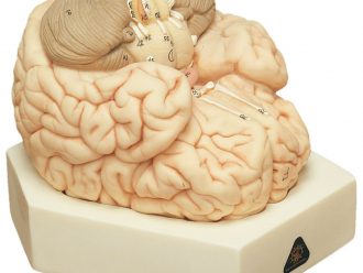 Somso Human Brain Model, 2 Parts