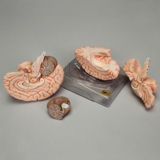 Somso® Human Brain Model, 4 Parts