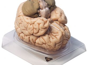 Somso Human Brain Model, 8 Parts