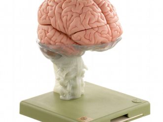 Somso® Human Brain Model, 15 Parts