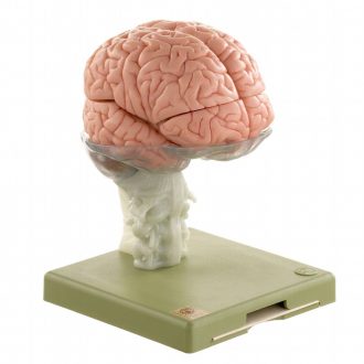 Somso® Human Brain Model, 15 Parts