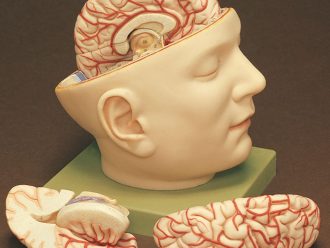 Somso® Base of Human Head Model