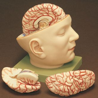 Somso® Base of Human Head Model