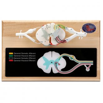 Denoyer-Geppert Deluxe Human Spinal Cord Model