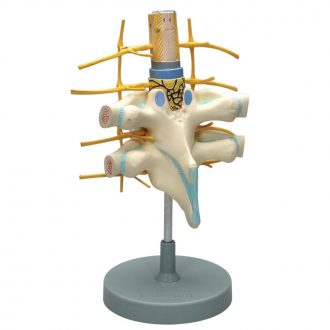Altay Human Vertebrae Spinal Cord Dissection Model