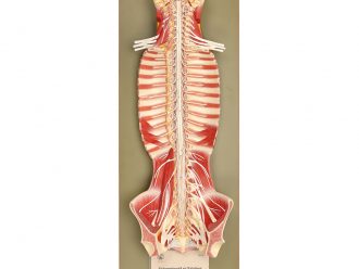 Somso Human Nervous System Model