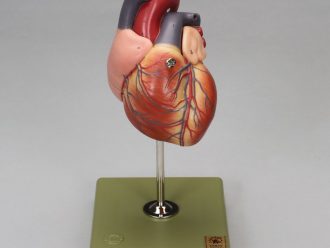 Somso® 2-Part Human Heart Model