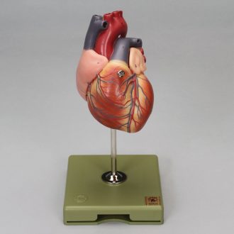 Somso® 2-Part Human Heart Model