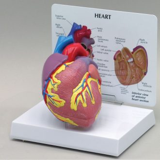 GPI Anatomicals® Human Heart Model