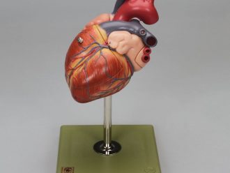 Somso® 4-Part Human Heart Model