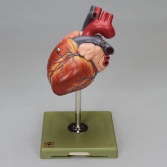 Somso® 4-Part Human Heart Model