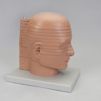 Altay® Horizontally Sectioned Human Head Model