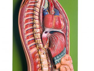Somso® Human Sympathetic Nervous System Model