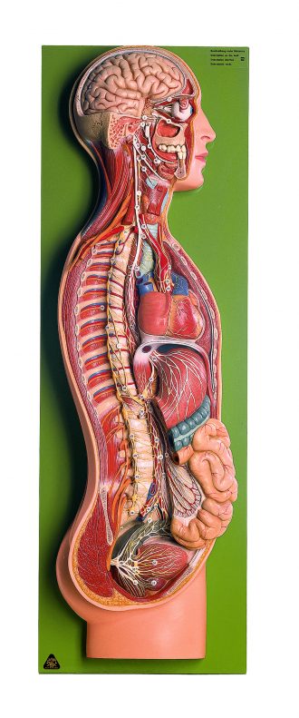 Somso® Human Sympathetic Nervous System Model