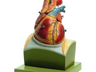 Somso® Human Heart on Diaphragm Model