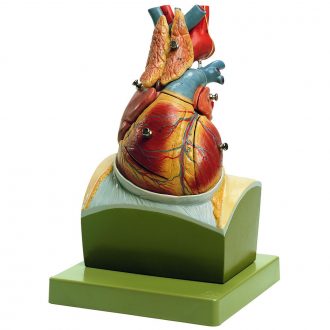 Somso® Human Heart on Diaphragm Model