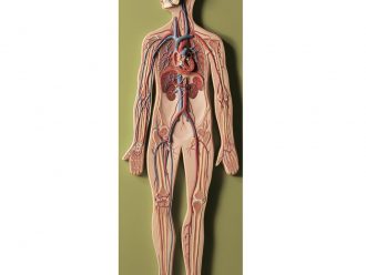 Somso® Human Circulatory System Model