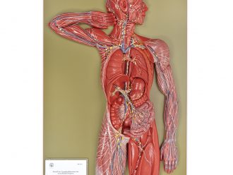 Somso® Human Lymphatic System Model