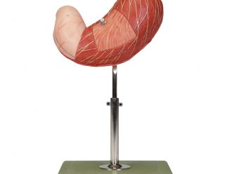 Somso® Human Stomach Model