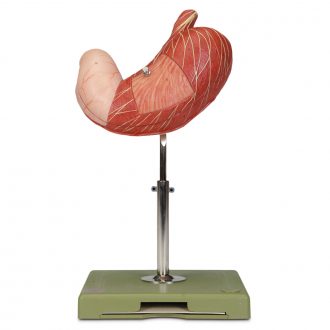 Somso® Human Stomach Model