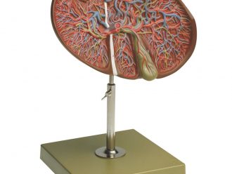 Somso® Human Liver and Gallbladder Model