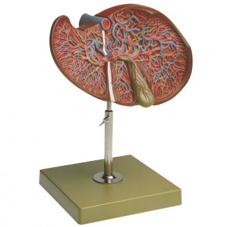 Somso® Human Liver and Gallbladder Model