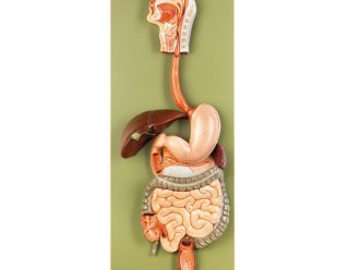 Somso® Human Digestive Tract Model