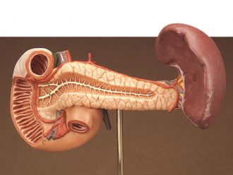 Somso® Human Spleen, Duodenum, and Pancreas Model
