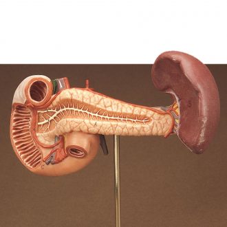 Somso® Human Spleen, Duodenum, and Pancreas Model