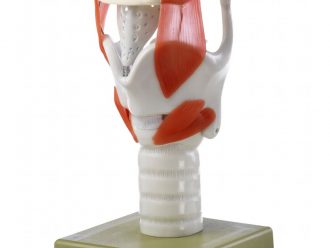 Somso Human Functional Larynx Model