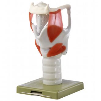 Somso Human Functional Larynx Model