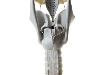 Somso Human Larynx Model